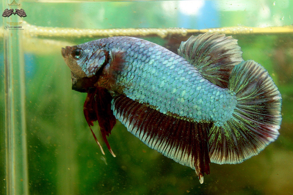 (ขายแล้วครับ)"คัดเกรด"ปลากัดยักษ์ครีบสั้น-Giant Halfmoon Plakats Fancy Salamander