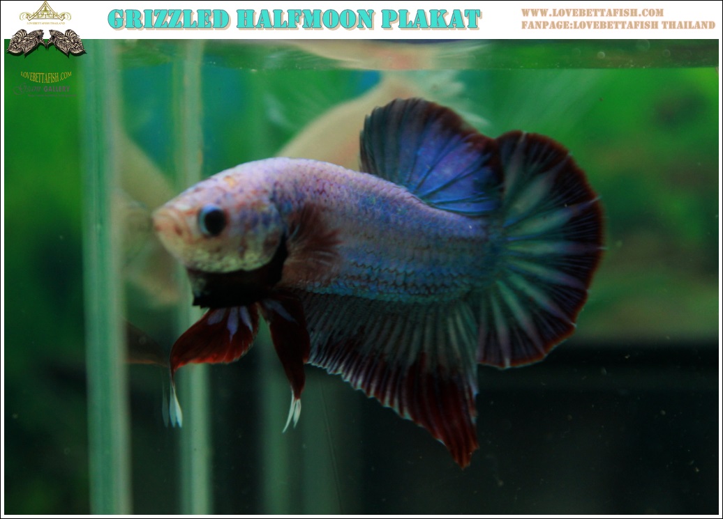 (ขายแล้วครับ)"คัดเกรด"ปลากัดครีบสั้น-Halfmoon Plakats Fancy Grizzled