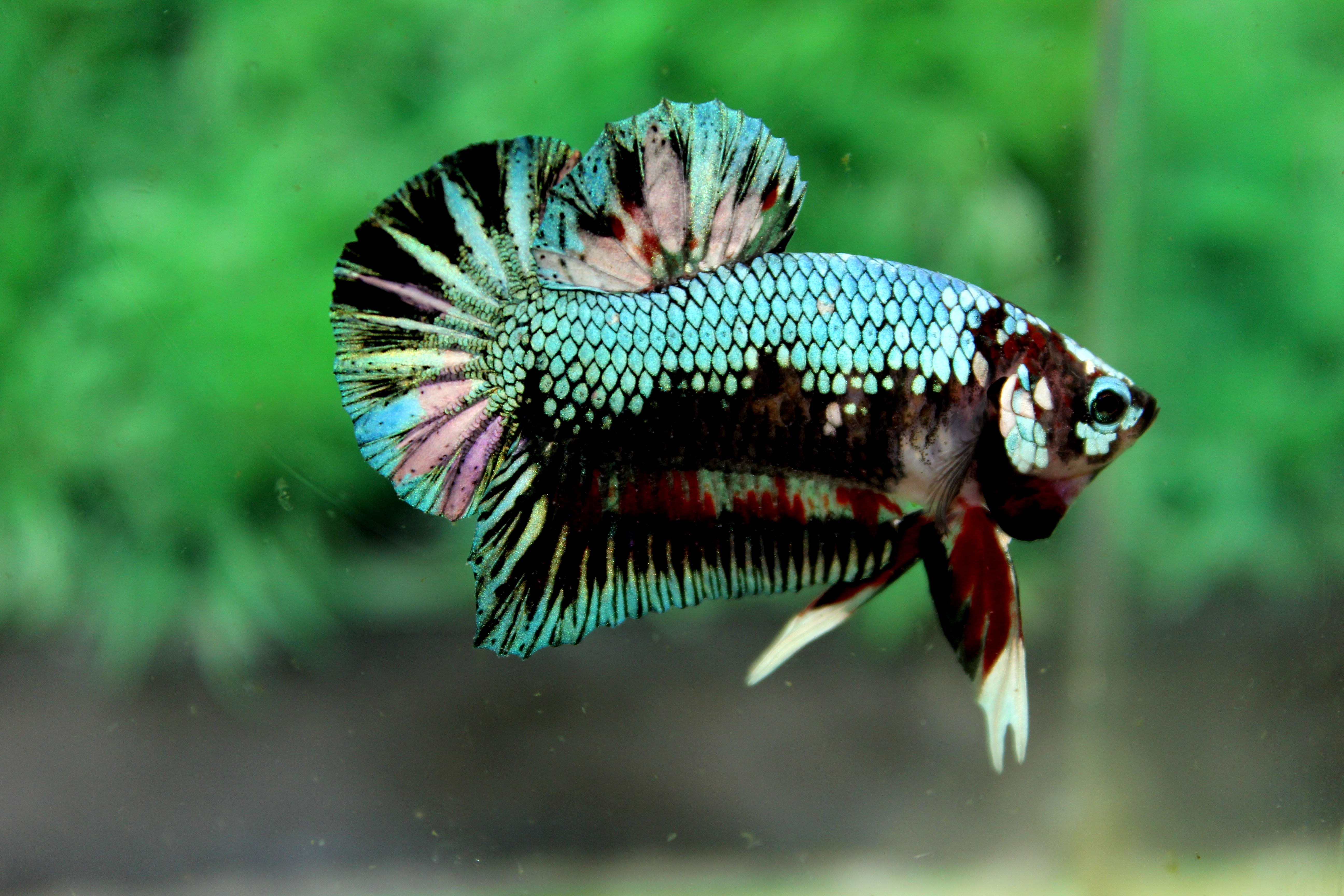 คัดเกรดปลากัดครีบสั้น-Halfmoon Plakad Premuim Quality Grade Fancy Green Colors Full