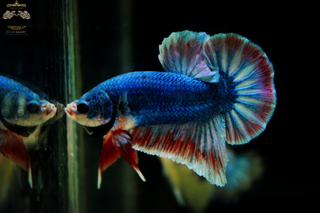 (ขายแล้วครับ)ตอนรับปีใหม่"คัดเกรด"ปลากัดครีบสั้น-Halfmoon Plakats Fancy Thailand