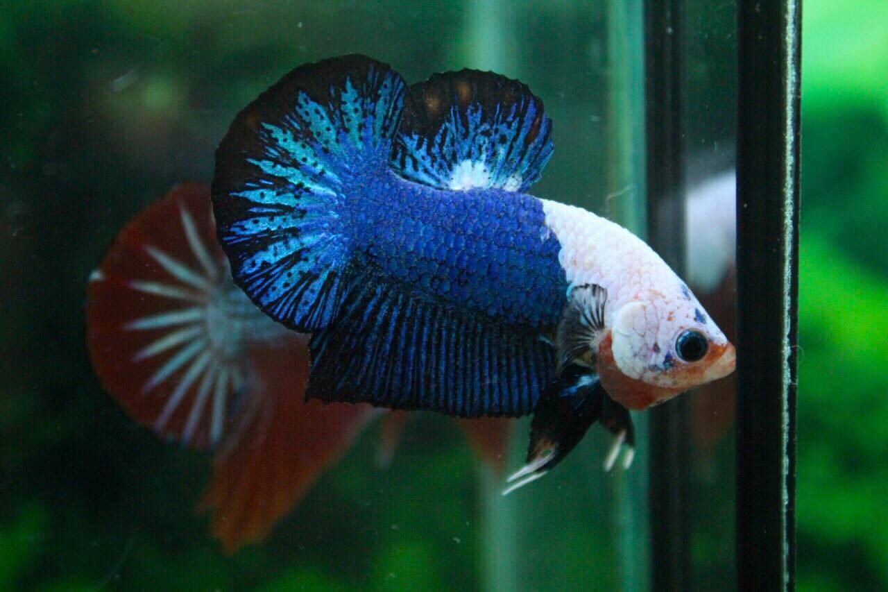 คัดเกรดปลากัดครีบสั้น-Halfmoon Plakad Premium Quality Grade Fancy Dragon