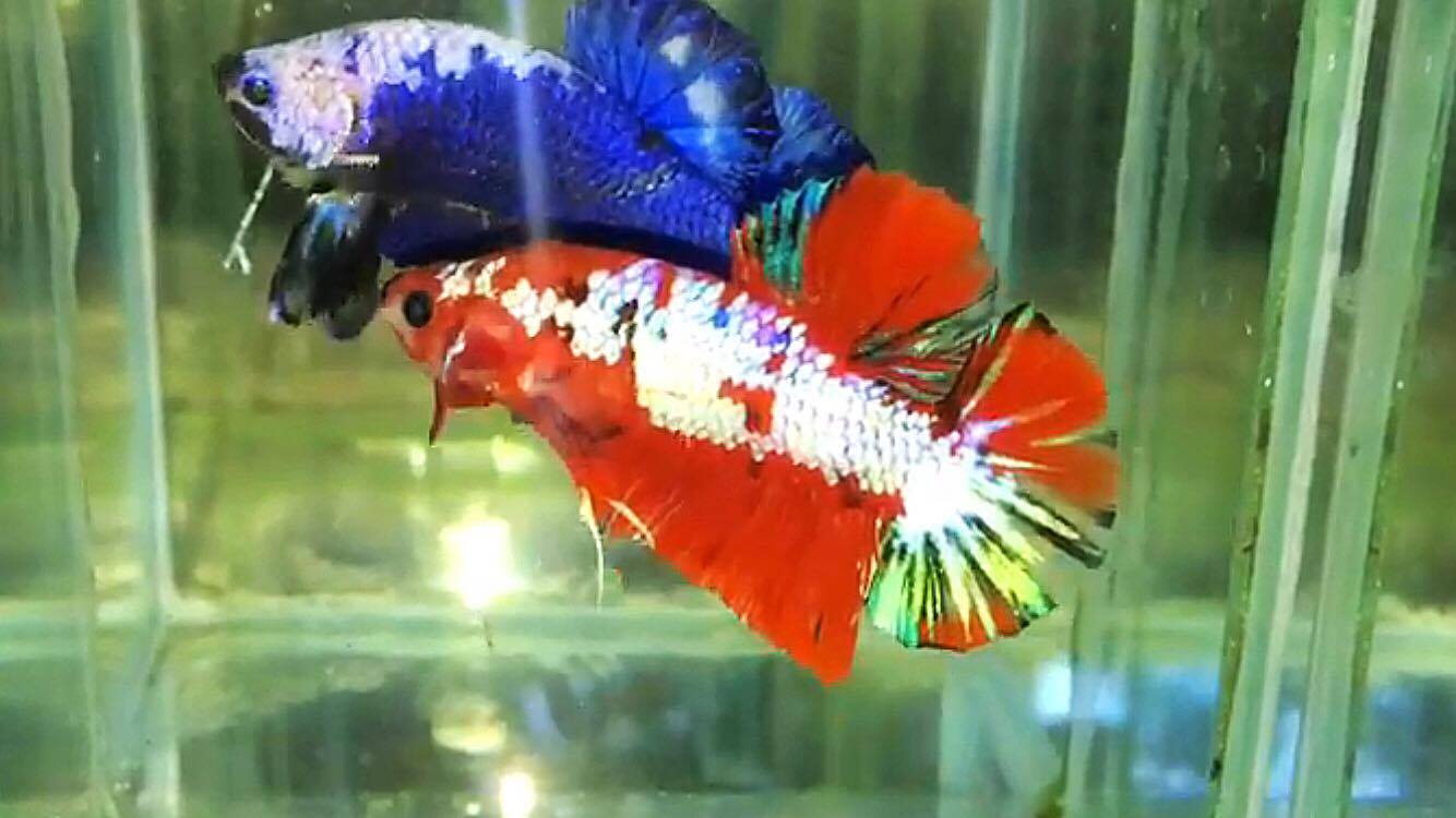 ปลากัดคัดเกรดครีบสั้น - Halfmoon Plakad Fancy Dragon Quality Grade