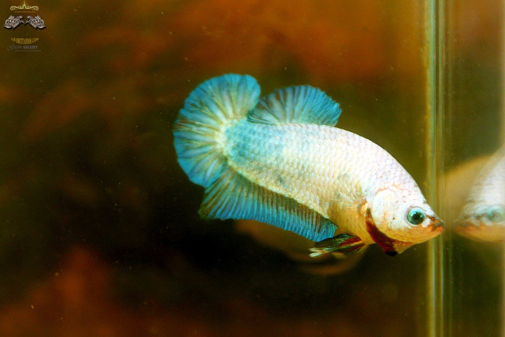 (ขายแล้วครับ)"คัดเกรด"ปลากัดครีบสั้นตัวเมีย-Female Halfmoon Plakats Fancy Marble Grade AAA