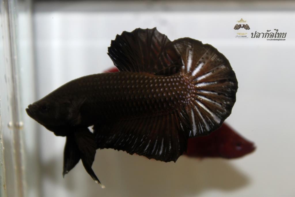 ปลากัดคัดเกรดครีบสั้น - Halfmoon Plakad Super Black Premium Quality Grade