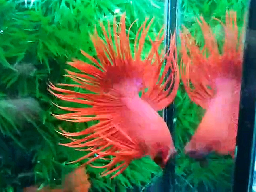 ปลากัดคัดเกรดครีบยาวหางมงกุฎสีแดง- CrownTails Super Red Colors Premium Quality Grade