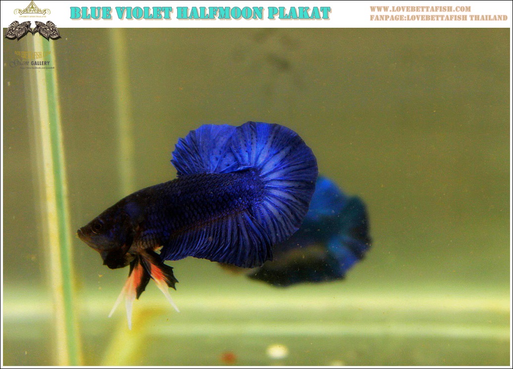 (ขายแล้วครับ)"คัดเกรด"ปลากัดครีบสั้น-Halfmoon Plakats Fancy Blue Violet