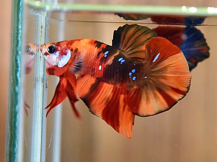 'นีโม่ กาแล๊คซี่'ปลากัดคัดเกรดครีบสั้น - Halfmoon Plakad Fancy Nemo Galaxy Premium Quality Grade