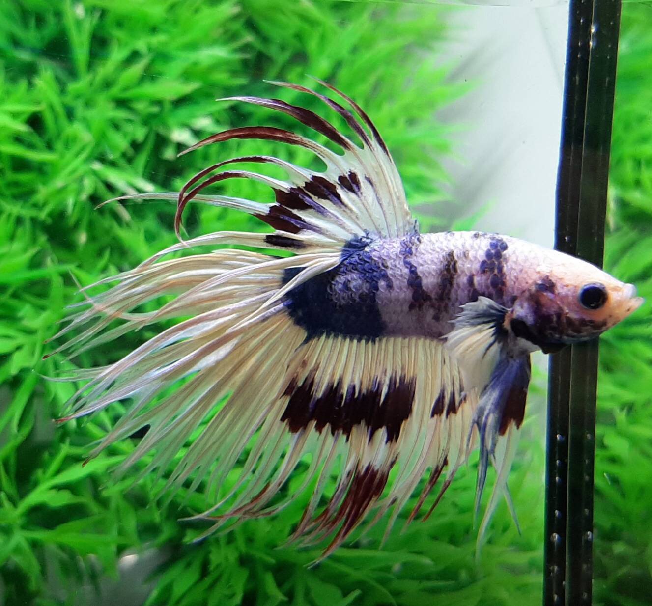 ปลากัดครีบยาวหางมงกุฎ-Crowntails Fancy Colors Premium Quality Grade