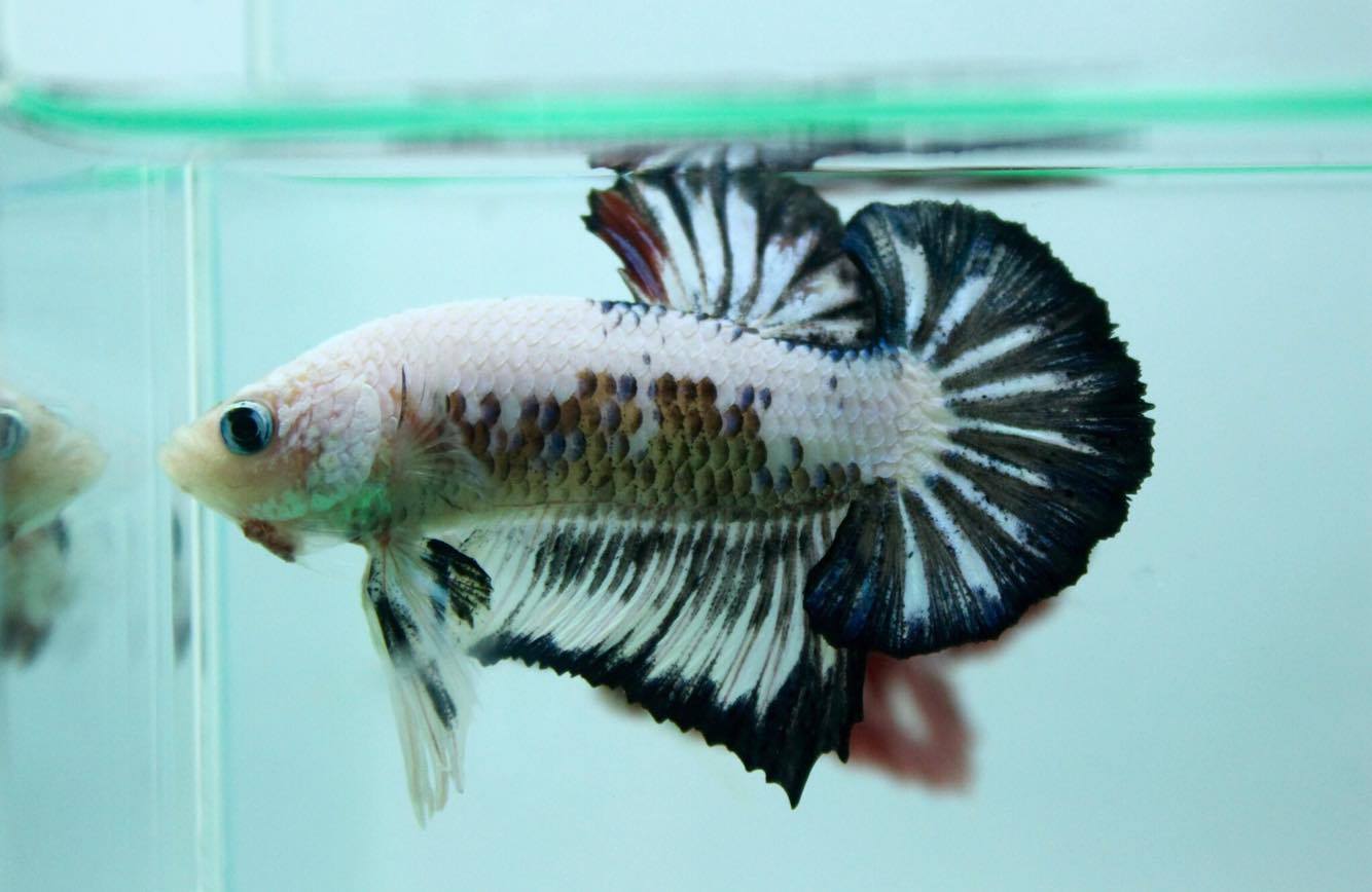 ปลากัดคัดเกรดครีบสั้น - Halfmoon Plakad Fancy Dragon Quality Grade