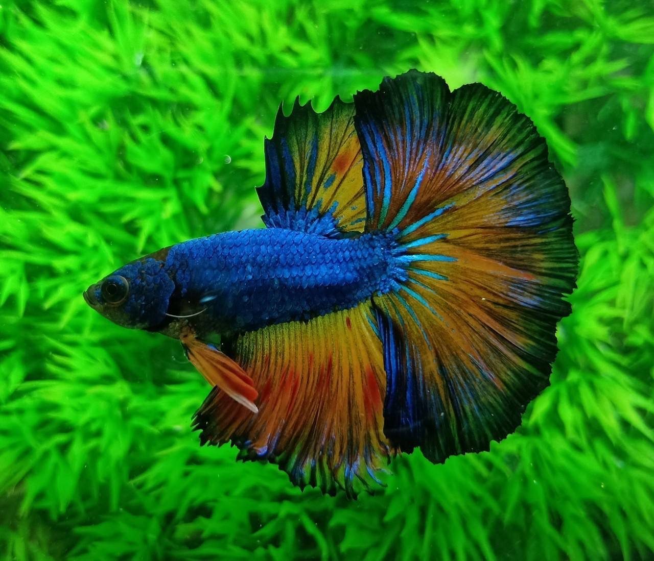 ปลากัดคัดเกรดครีบยาว - Halfmoon Fancy Colors Premium Quality Grade