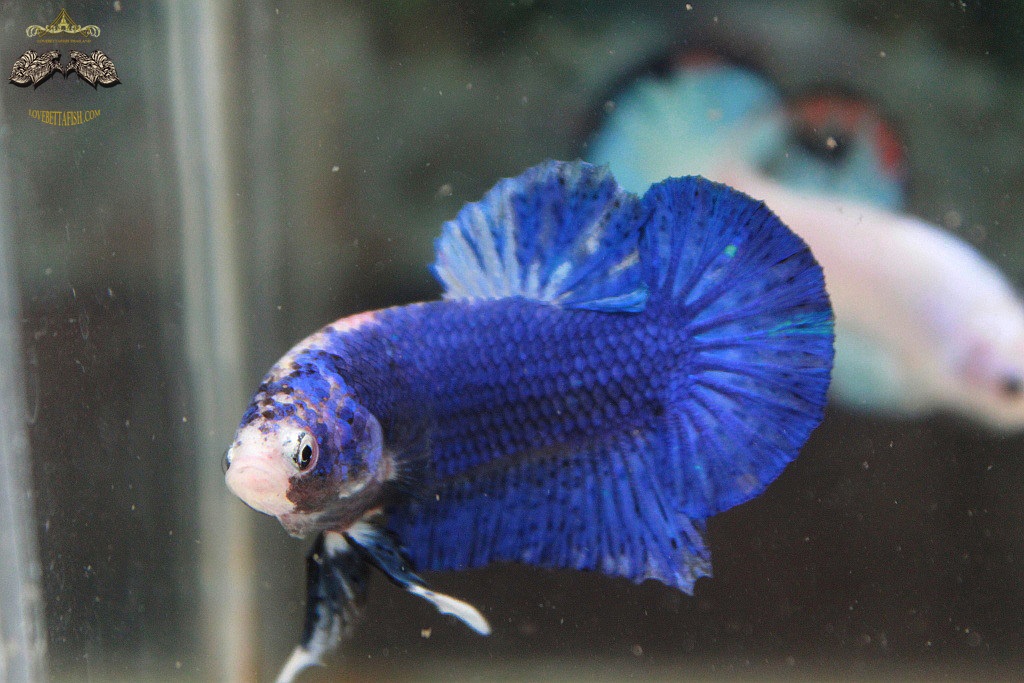 (ขายแล้วครับ)"คัดเกรด"ปลากัดครีบสั้น-Halfmoon Plakats Fancy Blue Dragon