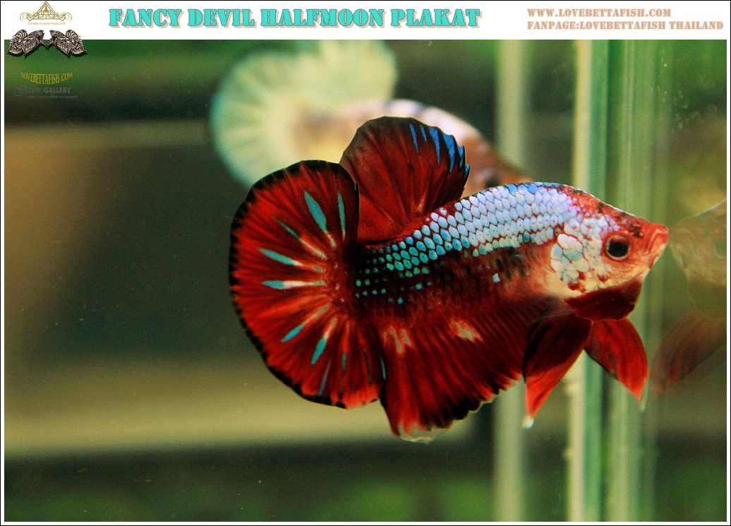 "คัดเกรด"ปลากัดครีบสั้น-Halfmoon Plakats Fancy Dragon Devil Short Body
