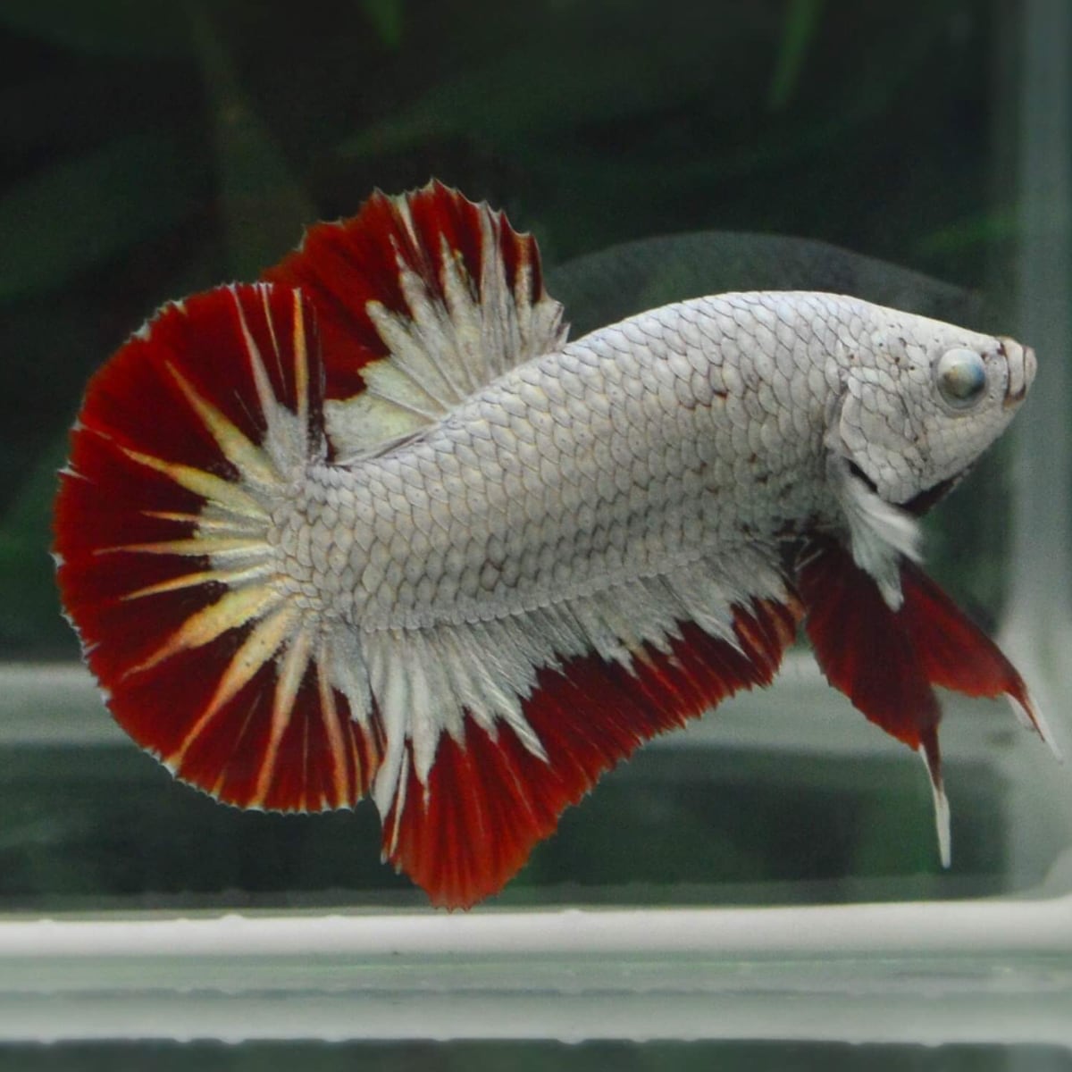 ปลากัดคัดเกรดครีบสั้นมังกรแดง - Halfmoon Plakad Red Dragon Premium Quality Grade