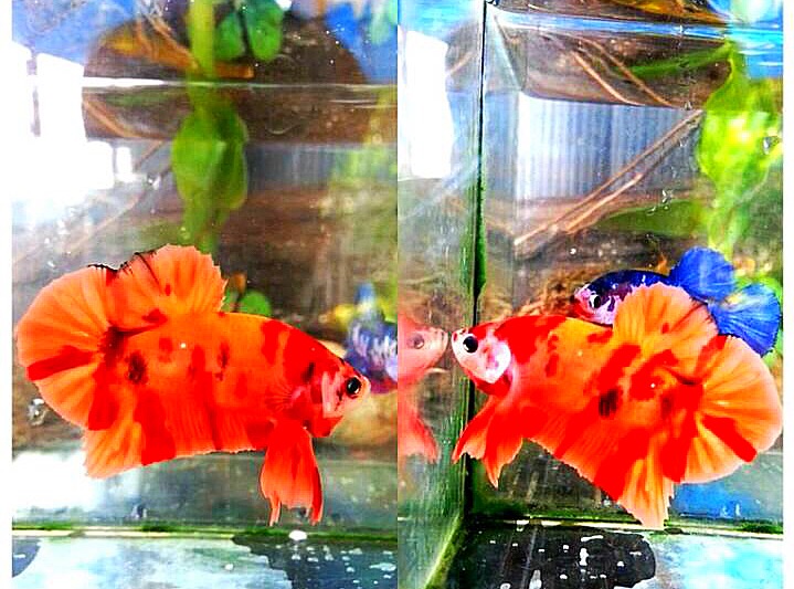 ปลากัดคัดเกรดครีบสั้นแฟนซี - Halfmoon Plakad Fancy Red Nemo Galaxy Premium Quality Grade
