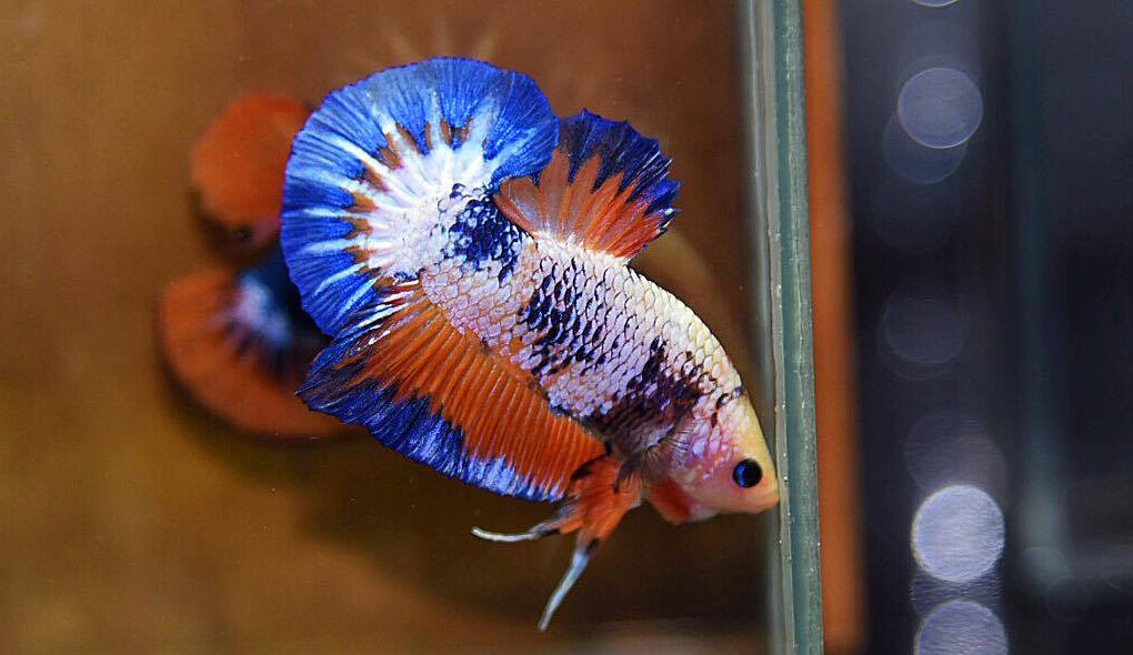 ปลาใหญ่ขนาดเกือบ 1.8-1.9 นิ้ว ปลากัดคัดเกรดครีบ - Halfmoon Plakad Fancy Dragon Premium Quality Grade AAA+