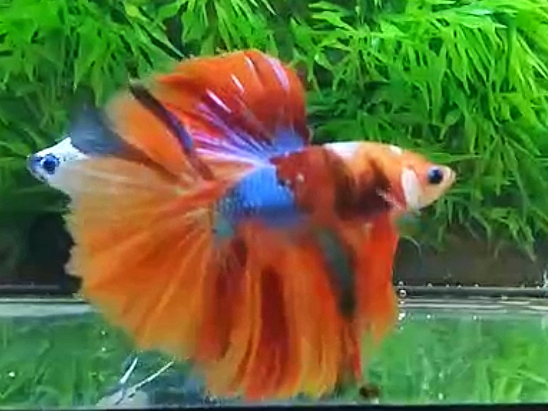 ปลากัดคัดเกรดครีบยาว - Halfmoon Fancy Koi Colors Full Premium Quality Grade