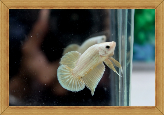 (ขายแล้วครับ)ปลากัดครีบสั้น - Halfmoon Plakats GOLD