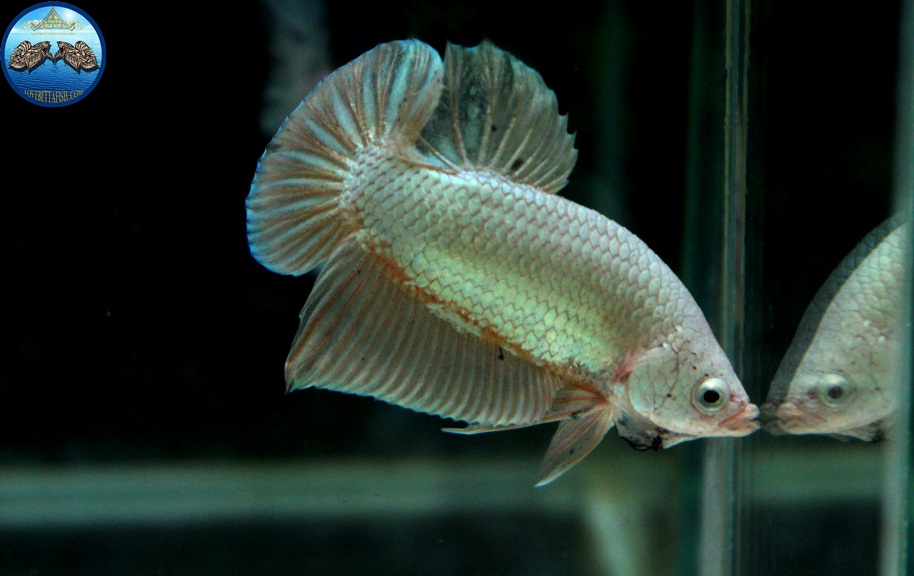 (ขายแล้วครับ)"คัดเกรด"ปลากัดครีบสั้น-Halfmoon Plakats Gold Dragon