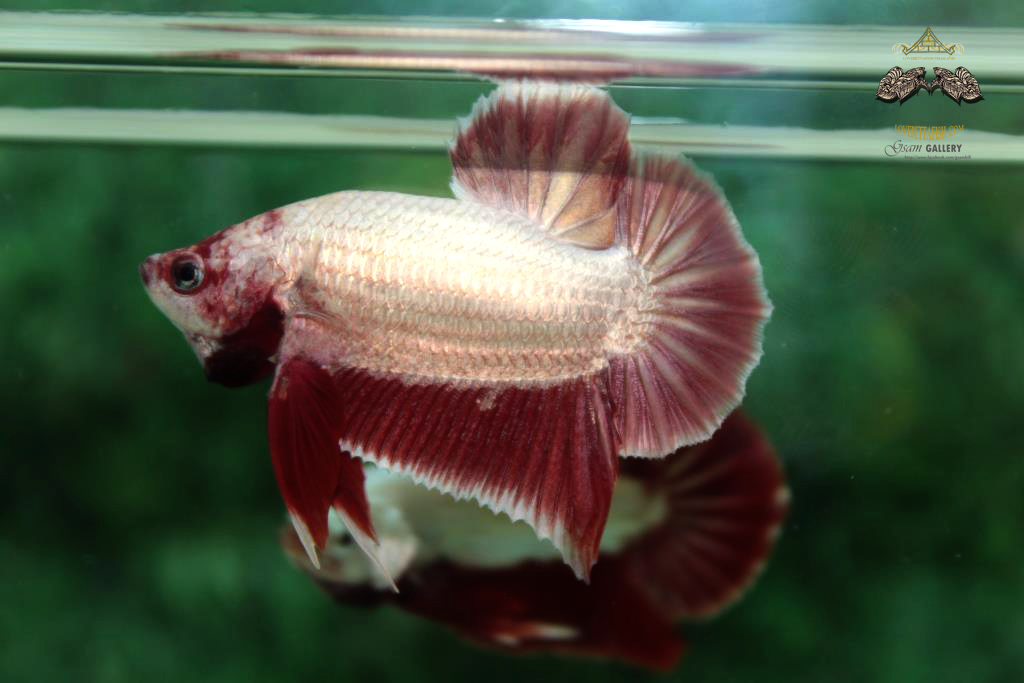 ปลากัดคัดเกรดครีบสั้น - Halfmoon Plakad Red Dragon Quality Grade
