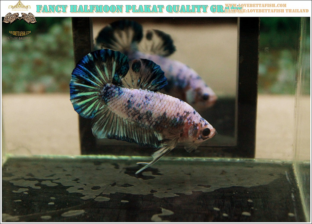 ปลากัดครีบสั้น-Halfmoon Plakat Fancy