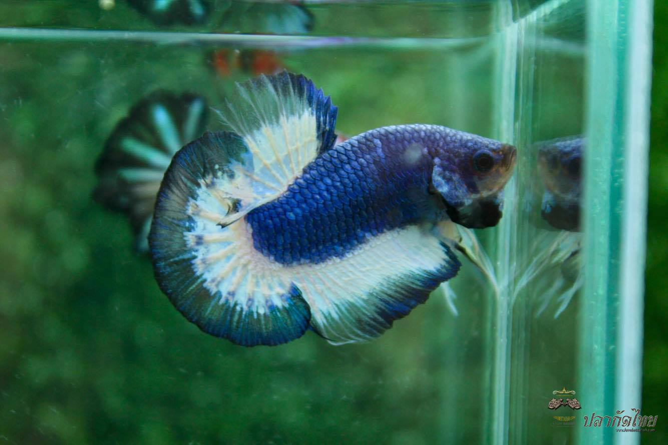 ปลากัดคัดเกรดครีบสั้น - Halfmoon Plakad Blue Marble Quality Grade