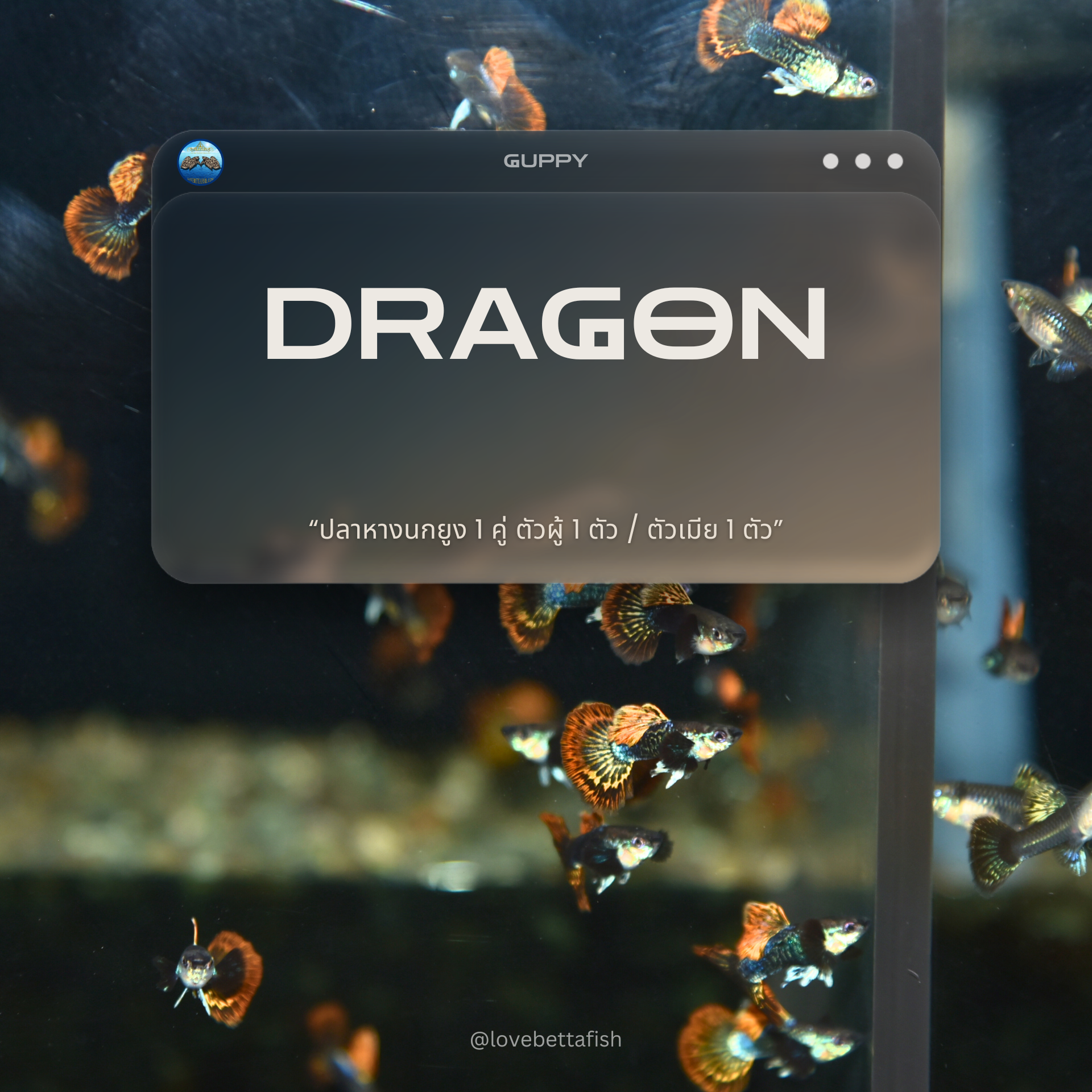 ปลาหางนกยูงคัดเกรด 1 คู่ ตัวผู้ 1 ตัว / ตัวเมีย 1 ตัว - 1 Pair Guppy HM Dragon Premium Quality Grade