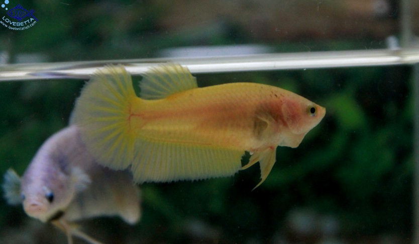 (ขายแล้วครับ)"คัดเกรด"ปลากัดครีบสั้นตัวเมีย-Halfmoon Plakats Female Yellow