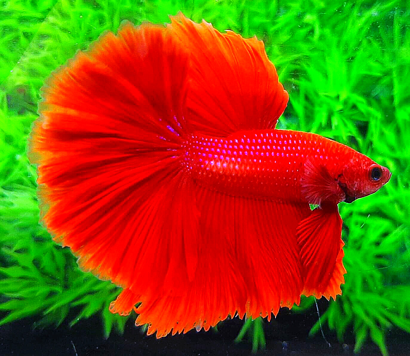 ปลากัดคัดเกรดครีบยาว - Halfmoon Super Red Premium Quality Grade