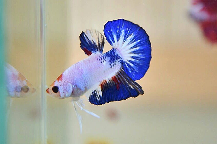 ปลากัดคัดเกรดครีบสั้น - Halfmoon Plakad Fancy Dragon Quality Grade