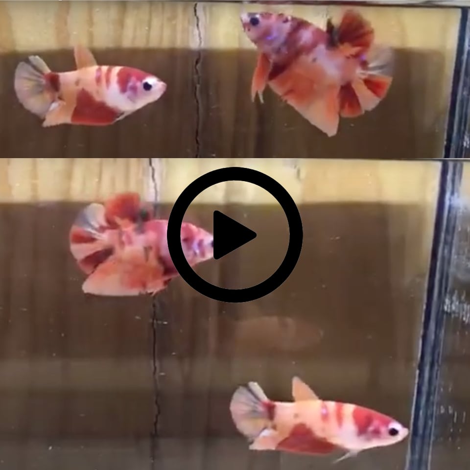 ปลากัดคัดเกรดครีบสั้นตัวผู้และตัวเมีย 1 คู่ Male + Female Halfmoon Plakad "Fancy Nemo" Premium Quality Grade 1 Pair