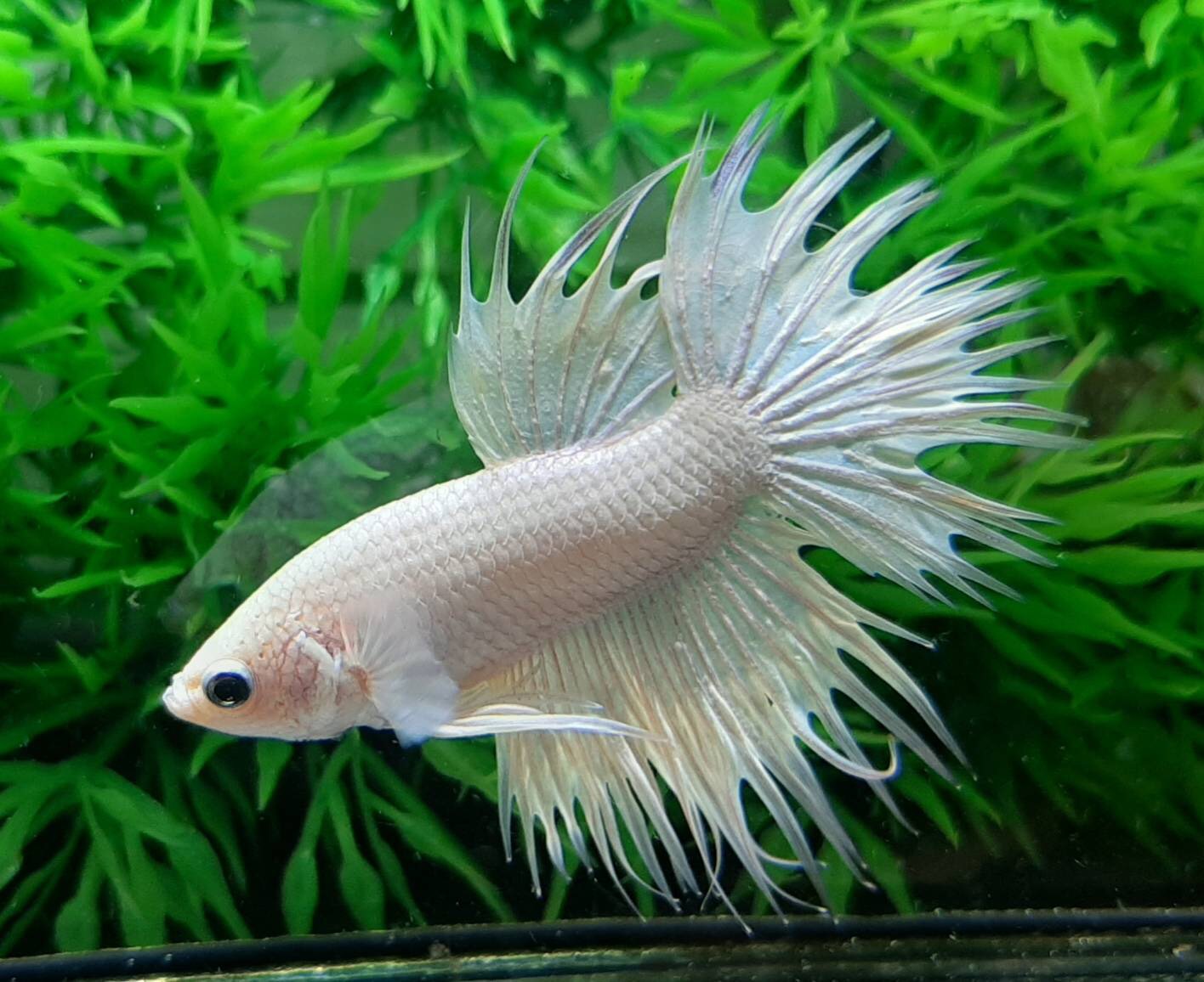 ปลากัดครีบยาวหางมงกุฎ-Crowntails White Colors Premium Quality Grade