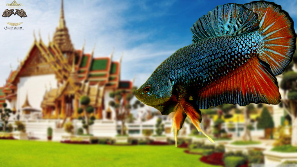 (ขายแล้วครับ)"คัดเกรด"ปลากัดครีบสั้น-Halfmoon Plakats Fancy