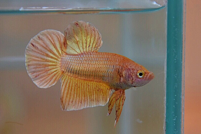 ปลากัดคัดเกรดครีบสั้น - Halfmoon Plakad Gold Quality Grade