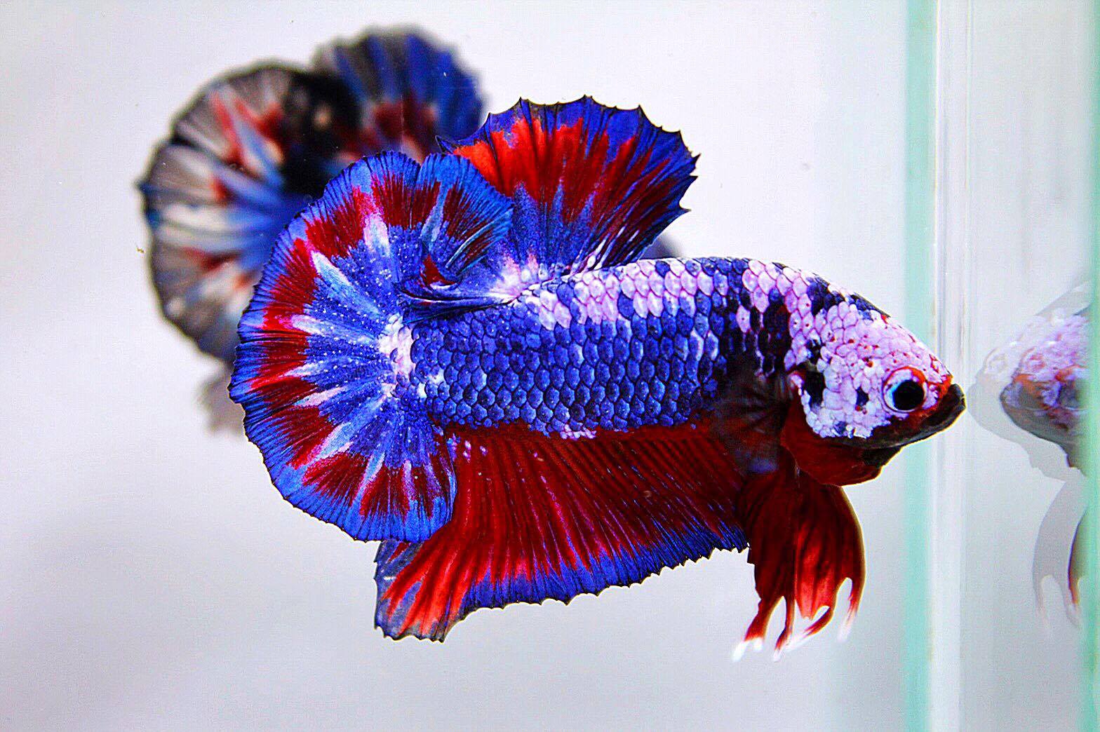 ปลากัดคัดเกรดครีบสั้นลายธงชาติ - Halfmoon Plakad Fancy Dragon Thailand Premium Quality Grade