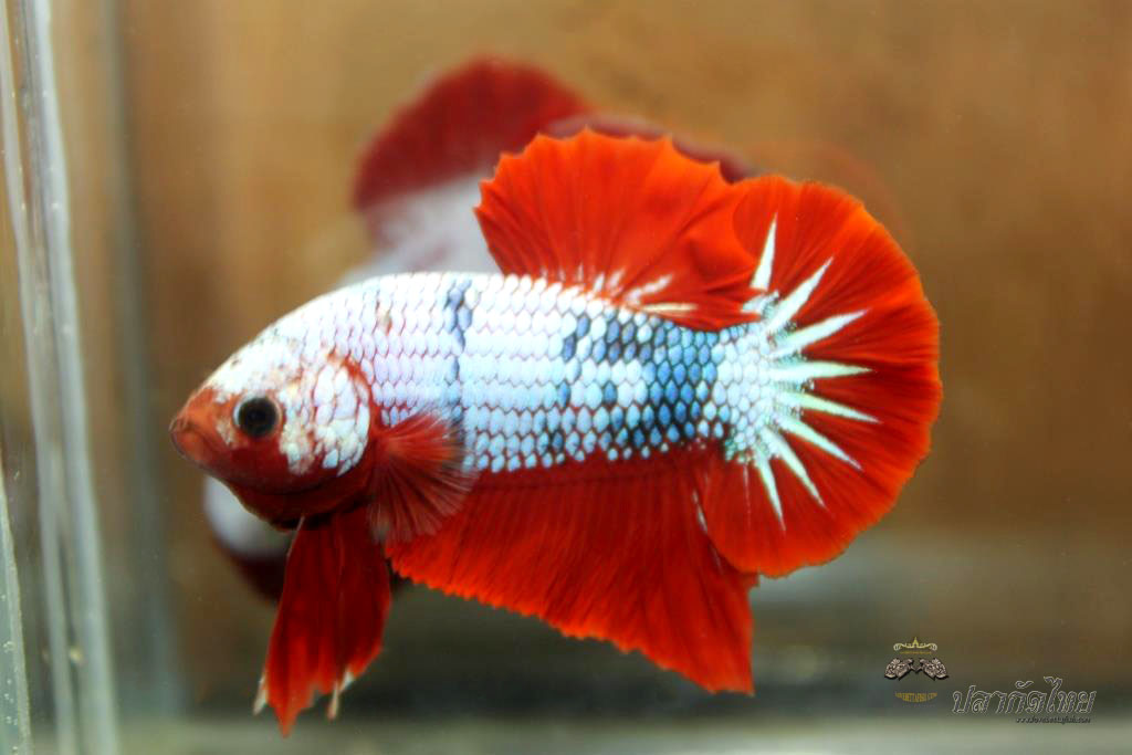 ปลาใหญ่ขนาดเกือบ 1.8-1.9 นิ้ว ปลากัดคัดเกรดครีบ - Halfmoon Plakad Fancy Dragon Premium Quality Grade