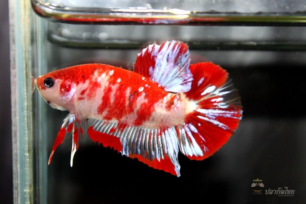 ปลากัดคัดเกรดครีบสั้น - Halfmoon Plakad Fancy Koi Quality Grade