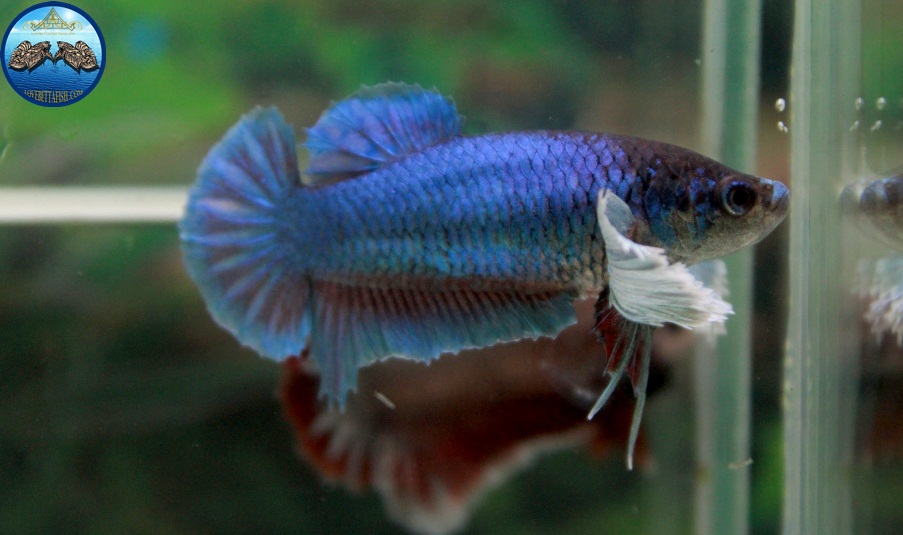 (ขายแล้วครับ)"คัดเกรด"ปลากัดครีบสั้นตัวเมียหูช้าง-Halfmoon Plakats Female Big Ear Green