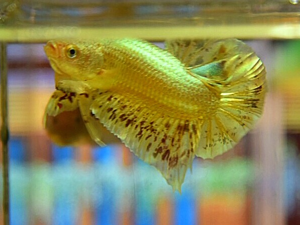 ปลากัดคัดเกรดครีบสั้นสีทองแว้นด้าลายจุดแดง - Halfmoon Plakad Gold Vanda Platinum Premium Quality Grade