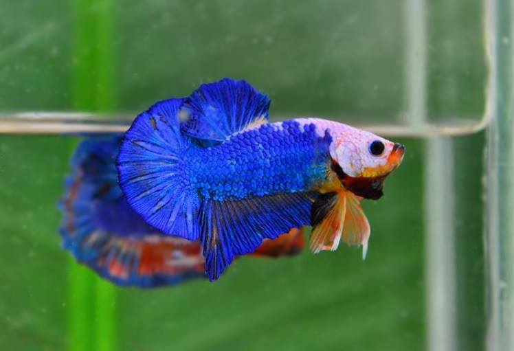 คัดเกรดปลากัดครีบสั้น-Halfmoon Plakat Blue Monster Quality Grade