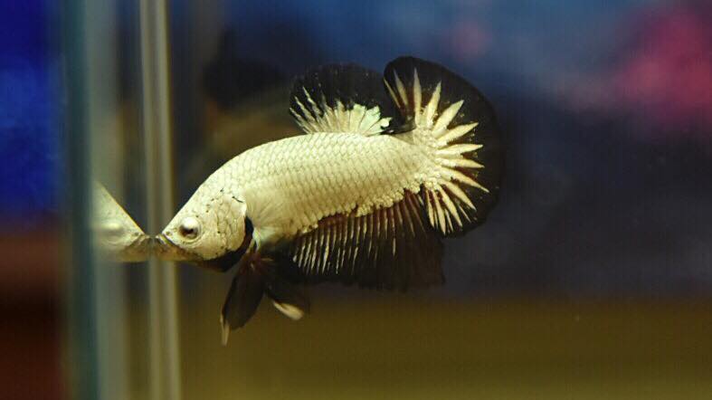 "ปลากัดครีบสั้นมังกรดำ"ปลากัดคัดเกรดครีบสั้น - Halfmoon Plakad Black Dragon Premium Quality Grade