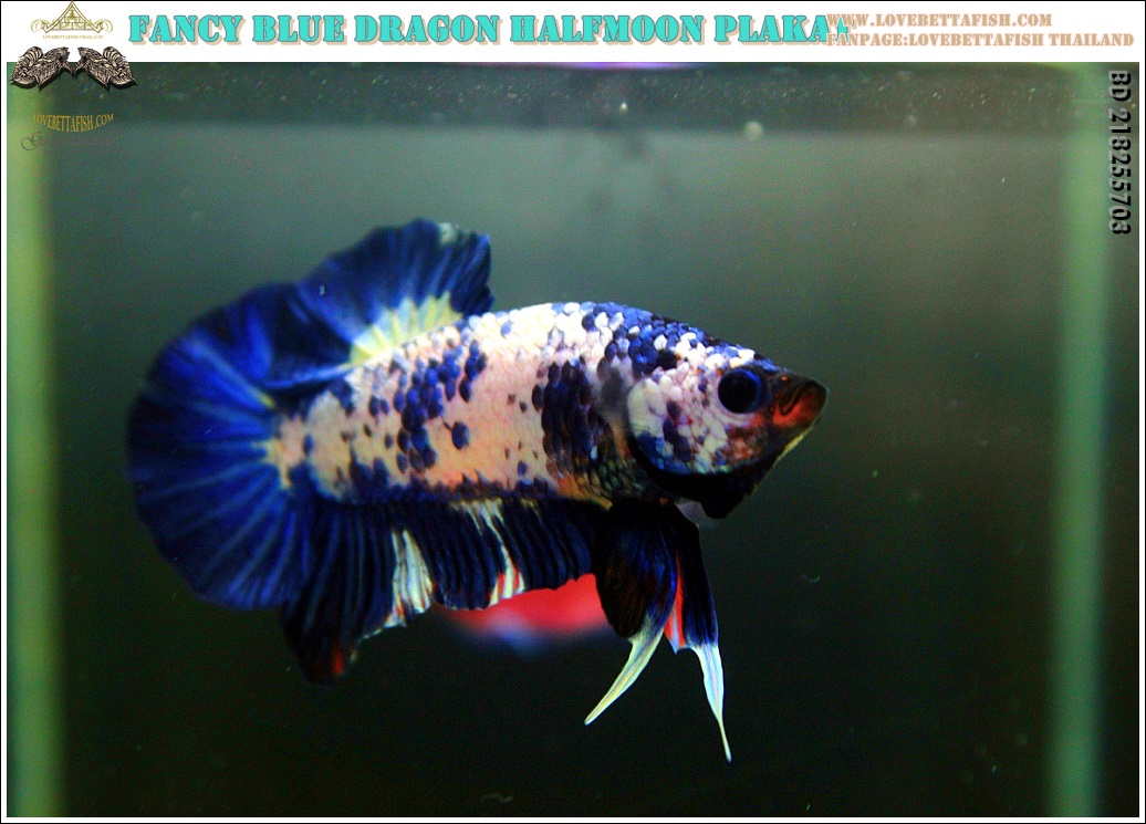 (จองประเทศมาเลเซีย)"คัดเกรด"ปลากัดครีบสั้น-Halfmoon Plakats Blue Dragon