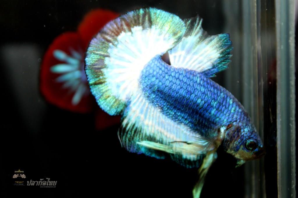 ปลากัดคัดเกรดครีบสั้น - Halfmoon Plakad Fancy Dragon Quality Grade
