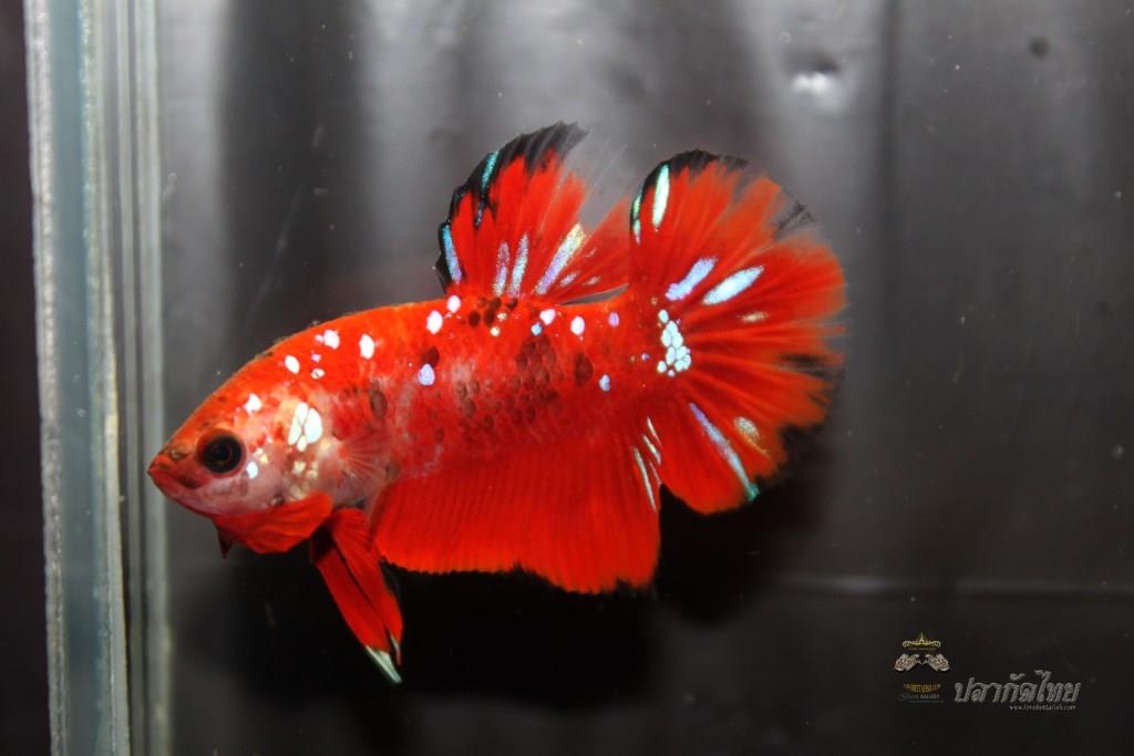 ปลากัดคัดเกรดครีบสั้น - Halfmoon Plakad Fancy Koi Premium Quality Grade