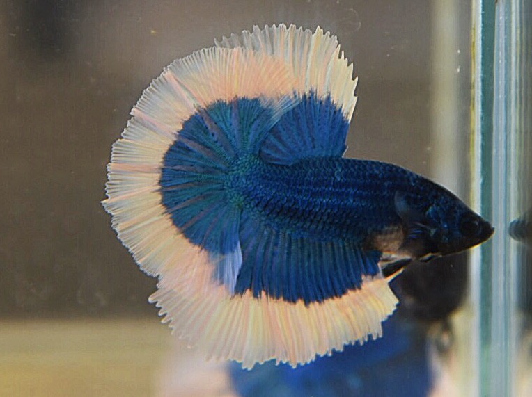 ปลากัดคัดเกรดครีบยาว - Halfmoon Fancy Blue Butterfly Premium Quality Grade AAA+
