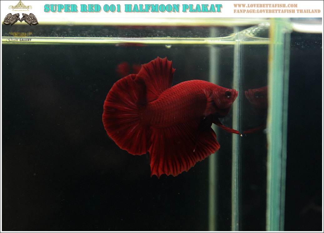 (ขายแล้วครับ)"คัดเกรด"ปลากัดครีบสั้น-Halfmoon Plakats Super Red 001