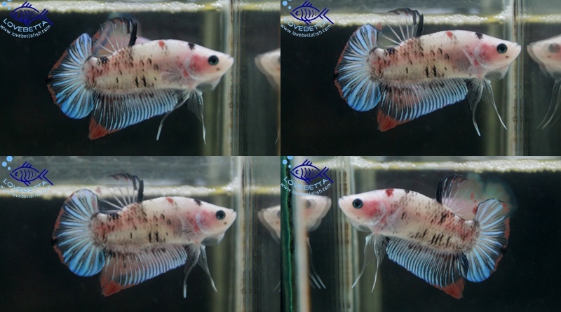 (ขายแล้วครับ)"คัดเกรด"ปลากัดครีบสั้น-Halfmoon Plakats Fancy Koi