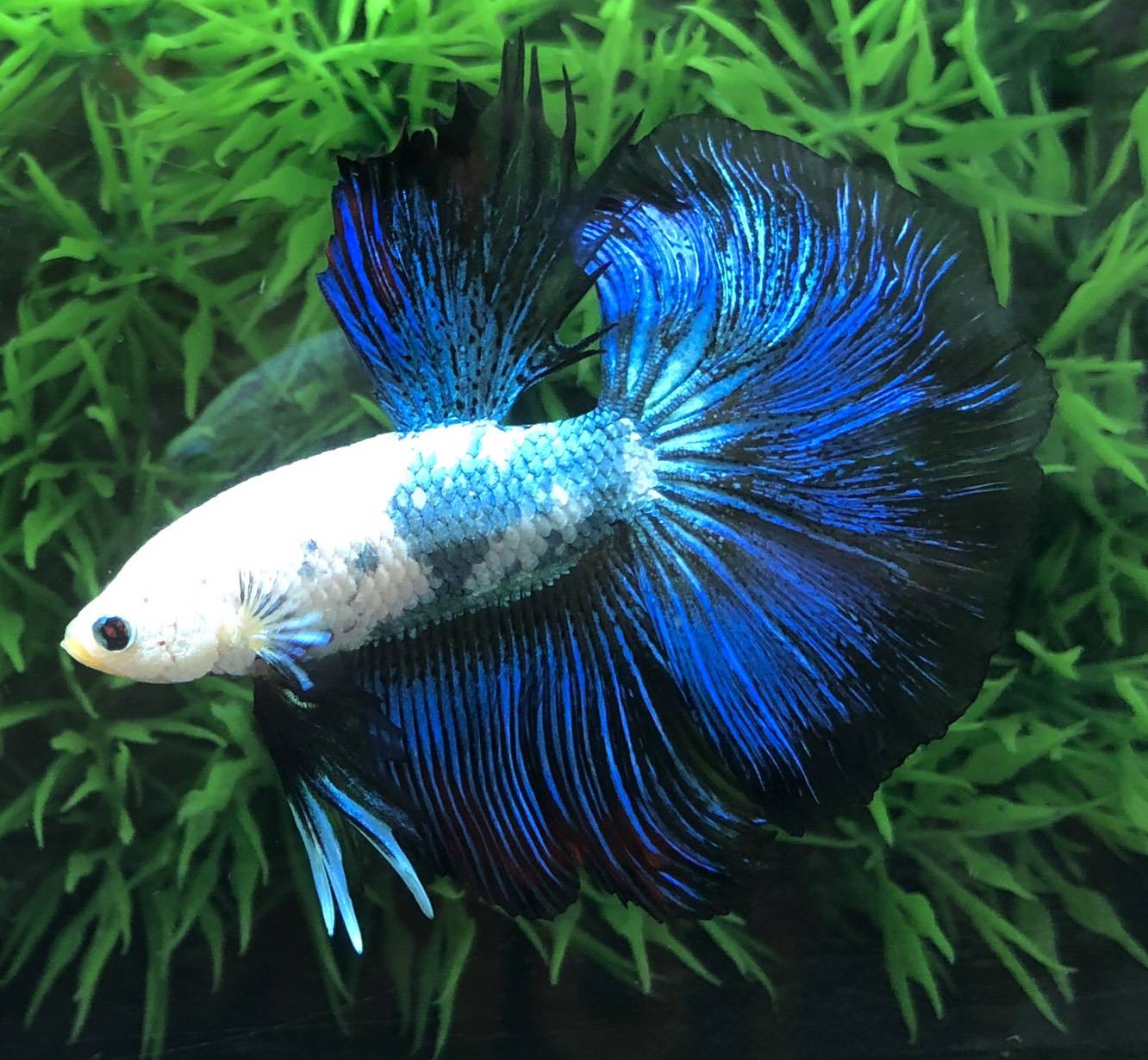 ปลากัดคัดเกรดครีบยาว - Halfmoon Fancy Dragon Premium Quality Grade