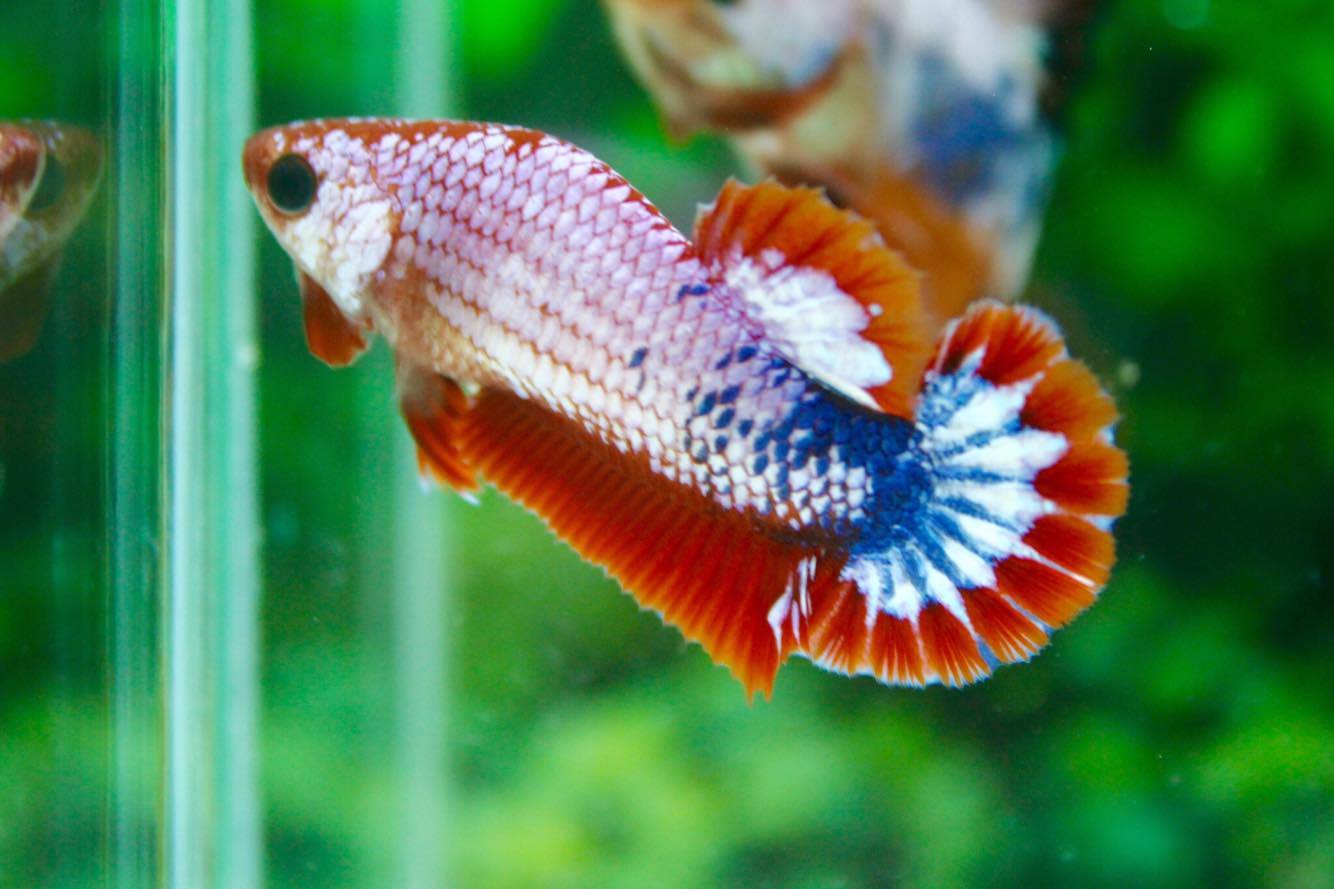คัดเกรดปลากัดครีบสั้นเพศเมีย - Female Over Tails Halfmoon Plakad Premium Quality Grade AAA+ Fancy Dragon Thailand