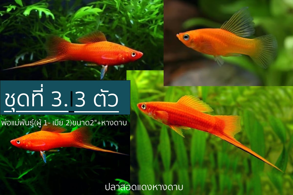 ปลาสอดแดงหางดาบคัดเกรด "ชุดที่ 3" - Red Sword Tails Fish Quality Grade