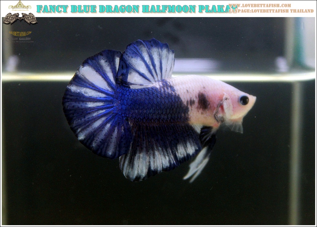 "คัดเกรด"ปลากัดครีบสั้น-Halfmoon Plakats Fancy Dragon